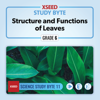 Structure and Functions of Leaves [G6]